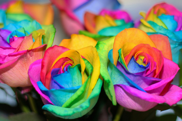rainbow roses 4